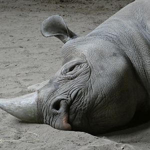 Black rhino sleeping