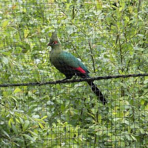 Schalow's turaco