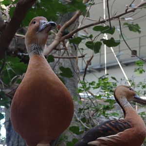 Fulvous whistling-duck - Karlsruhe Zoo