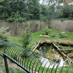 Amur tiger exhibit - Landau Zoo