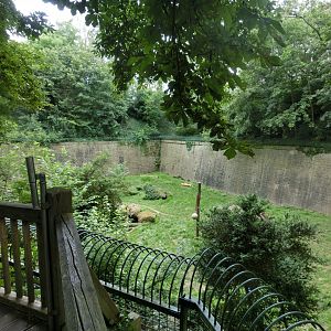 Amur tiger exhibit - Landau Zoo