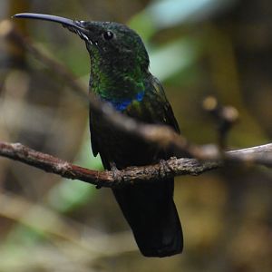 Eulampis holosericeus - Green-throated Carib