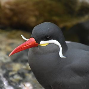 Larosterna inca - Inca Tern