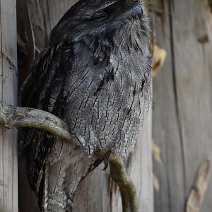 Podargus strigoides - Tawny Frogmouth
