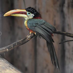 Pteroglossus beauharnaisii - Curl-crested Aracari