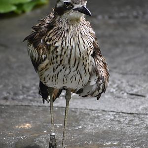 Burhinus grallarius - Bush Stone-curlew