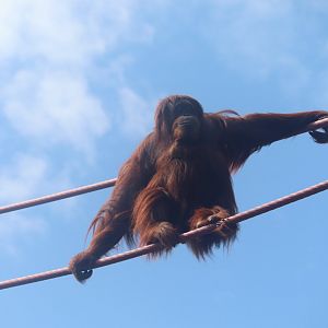 Great Ape House - Orangutan - Iris travelling the O-line