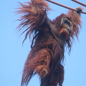 Great Ape House - Orangutan - Kiko travelling the O-line
