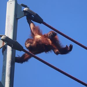 Think Tank - Bornean orangutan - Redd travelling the O-line