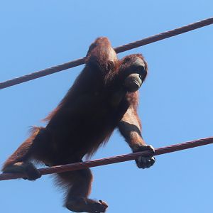 Think Tank - Bornean orangutan - Batang travelling the O-line