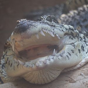 Reptile Discovery Center - Philippine Crocodile - Mindy