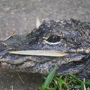 Reptile Discovery Center - Chinese Alligator