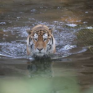 Great Cats - Amur Tiger