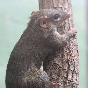 Small Mammal House - Northern Tree Shrew