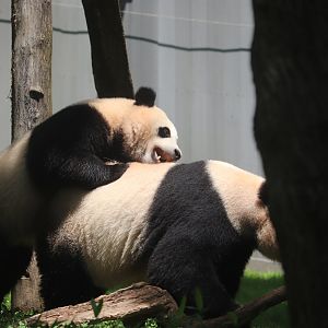 Asia Trail - Giant Panda - Xiao Qi Ji & Mei Xiang