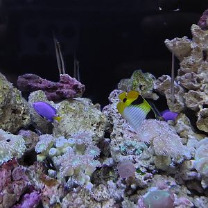 Damsel and Butterflyfish IDs