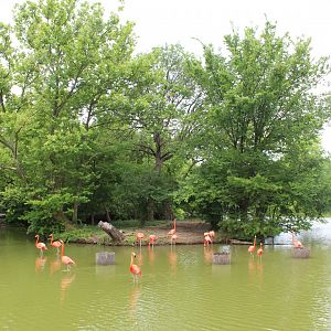 Bird Pond #2 - Lakeside Crossing