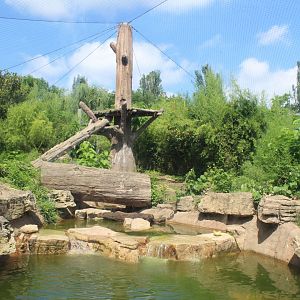 Andean Bear Exhibit - Rivers Edge