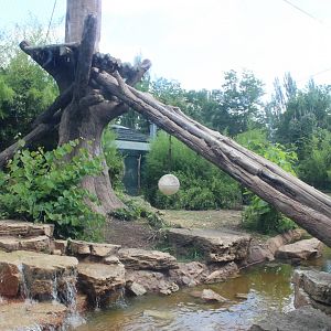 Andean Bear Exhibit - Rivers Edge