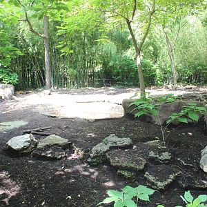 Red River Hog Exhibit - Rivers Edge