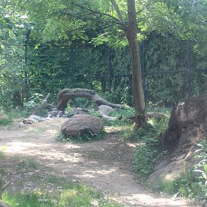 African Painted Dog Exhibit - Rivers Edge