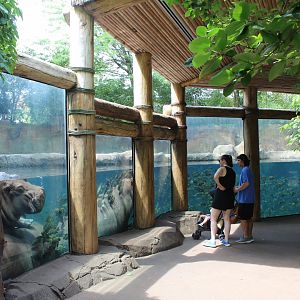 Hippo Exhibit Underwater Viewing - Rivers Edge