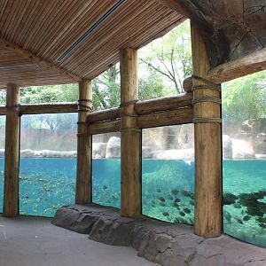 Hippo Exhibit Underwater Viewing - Rivers Edge
