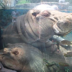 Sleepy Hippos - Rivers Edge