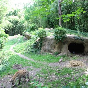 Spotted Hyena Exhibit - Rivers Edge
