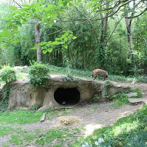 Spotted Hyena Exhibit - Rivers Edge