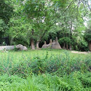 Cheetah Exhibit - Rivers Edge