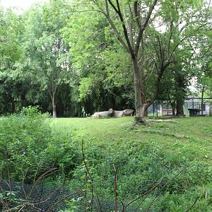 Cheetah Exhibit - Rivers Edge