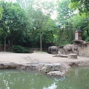 Asian Elephant Exhibit #1 - Rivers Edge