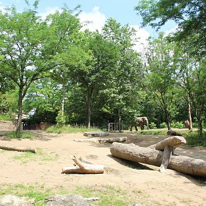 Asian Elephant Exhibit #2 - Rivers Edge