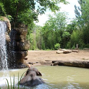 Asian Elephant Exhibit #3 - Rivers Edge