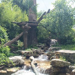 Sun Bear Exhibit - Rivers Edge