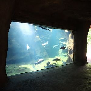 Missouri Fish Tank - Rivers Edge