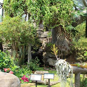 Butterfly Walkthrough - Bayer Insectarium