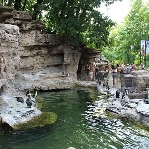 Humboldt Penguin Exhibit - Penguin and Puffin Coast