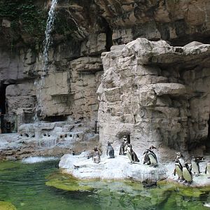 Humboldt Penguin Exhibit - Penguin and Puffin Coast