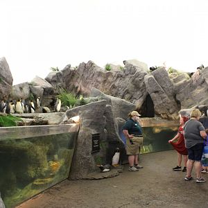 King Penguin, Southern Rockhopper Penguin and Gentoo Penguin Exhibits - Penguin and Puffin Coast