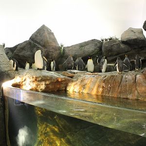 King Penguin, Southern Rockhopper Penguin & Gentoo Penguin Exhibit - Penguin and Puffin Coast