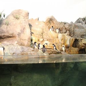 Southern Rockhopper Penguin & Gentoo Penguin Exhibit - Penguin and Puffin Coast