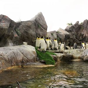 King Penguin, Southern Rockhopper Penguin & Gentoo Penguin Exhibit - Penguin and Puffin Coast