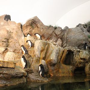 Southern Rockhopper Penguin & Gentoo Penguin Exhibit - Penguin and Puffin Coast