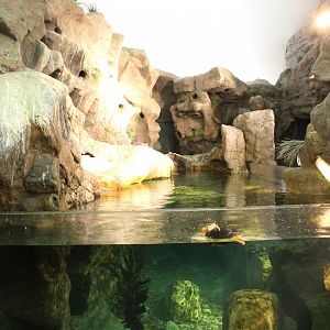 Tufted Puffin & Horned Puffin Exhibit - Penguin and Puffin Coast