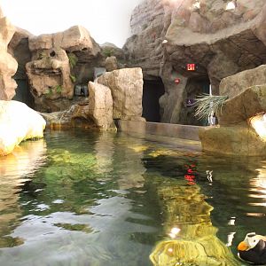 Tufted Puffin & Horned Puffin Exhibit - Penguin and Puffin Coast