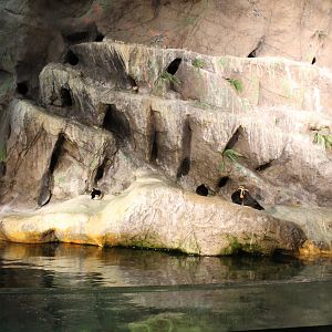 Tufted Puffin & Horned Puffin Exhibit - Penguin and Puffin Coast