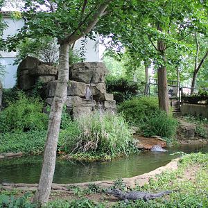 Chinese Alligator Exhibit - Herpetarium