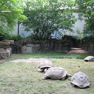 Galapagos Tortoise & Aldabra Tortoise Exhibit - Herpetarium